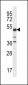 PSTPIP1 Antibody (N-term)